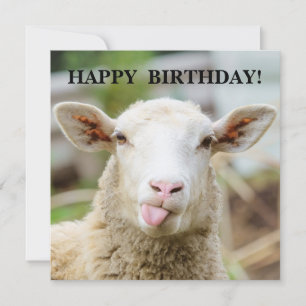 Cartão De Festividades Ovelhas mostram a língua