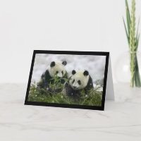 Pandas Gigantes