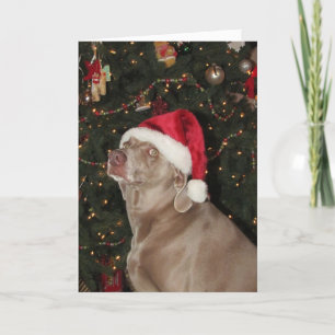 Cartão De Festividades Papais noeis - O Natal de um Cachorro Weimaraner