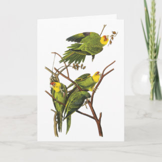 Cartão De Festividades Parakeet - by John Audubon
