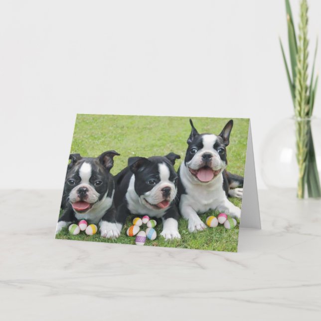 Cartão De Festividades Páscoa boston terriers (Frente)