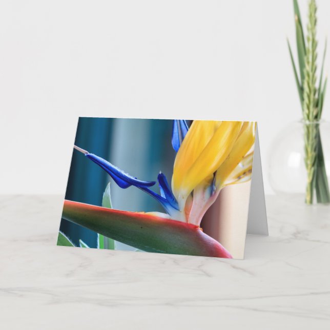 Cartão De Festividades Pássaro da flor de paraíso (Frente)