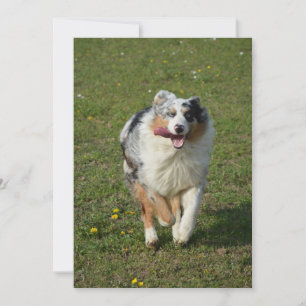 Cartão De Festividades pastor australiano blue merle correndo