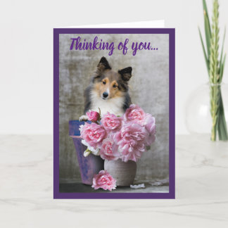 Cartão De Festividades Pensando em você, Sheltie Dog Card Personalize
