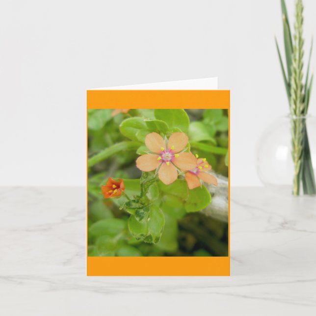 Cartão De Festividades Pequeno Pimel de Flor Selvagem Laranja (Frente)