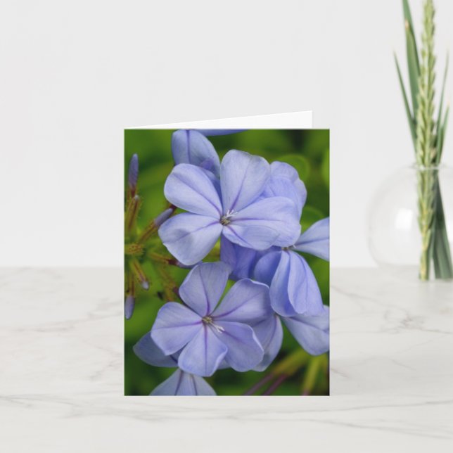 Cartão De Festividades Periwinkle Note Card (Frente)