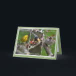 Cartão De Festividades Personalized North America Birds Birthday Card<br><div class="desc">Beautiful photographs of a Yellow Warbler,  Chipping Sparrow,  and American Redstart Birds.</div>