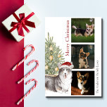 Cartão De Festividades Pet Dog de Árvore de Natal de Pet de Cor Branca-Pr<br><div class="desc">Este belo cartão de Natal com tema de corgi apresenta um córgi preto, bronzeado e branco vestindo um chapéu de Papai Noel sentado em frente a uma árvore de Natal iluminada. A saudação no cartão diz "Feliz Natal" e pode ser personalizada. Personalize ainda mais este cartão de feriado com três...</div>