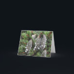 Cartão De Festividades Picea rubens, red spruce<br><div class="desc">New England Wild Flower Society
 newenglandwild.org</div>