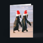 Cartão De Festividades Pinguins com Chapéus de Papai Noel na Praia<br><div class="desc">Pinguins africanos (Spheniscus Demersus) andando 'de mãos dadas' perto da Cidade do Cabo, África do Sul. Usando chapéus de Papai Noel. | Stuart Westmorland / DanitaDelimont.com | AF42 SWR0014</div>