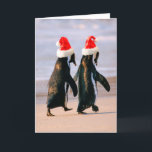Cartão De Festividades Pinguins com Chapéus de Papai Noel na Praia<br><div class="desc">Pinguins africanos (Spheniscus Demersus) andando 'de mãos dadas' perto da Cidade do Cabo,  África do Sul. Usando chapéus de Papai Noel. | Stuart Westmorland / DanitaDelimont.com | AF42 SWR0014</div>