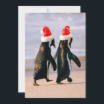 Cartão De Festividades Pinguins com Chapéus de Papai Noel na Praia<br><div class="desc">Pinguins Africanos (Spheniscus Demersus) caminhando 'de mãos dadas' perto da Cidade do Cabo,  África do Sul. Usando chapéus de Papai Noel. | Stuart Westmorland / DanitaDelimont.com | AF42 SWR0014</div>