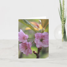 Pink Apple Bloom em Primavera Foto para Mãe