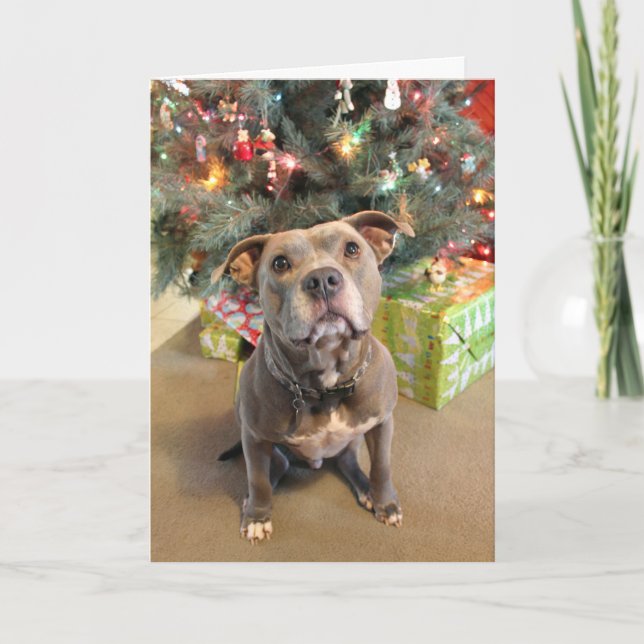 Cartão De Festividades Pitbull Extra Cookie Christmas Card (Frente)