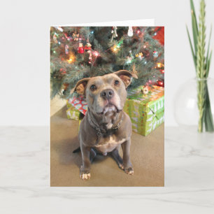 Cartão De Festividades Pitbull Extra Cookie Christmas Card