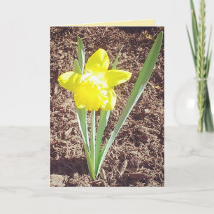Cartão De Festividades Placa Daffodil do felz pascoa