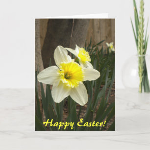 Cartão De Festividades Placa Daffodils felz pascoa