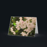 Cartão De Festividades Placa de Flor Branca de Cereja<br><div class="desc">Cartões brancos Flores lindas cerejas brancas Flores Flores Flores Cartões e Impressões Personalizados Cartões e Impressões para o aniversário de Natal Parabéns de simpatia Brancos Cartões de Flor branco Cartões e Impressões florescentes brancos: www.kimhunter.ca</div>