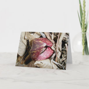 Cartão De Festividades Placa de lixo de tronco nº 2 (Symplocarpus foetidu