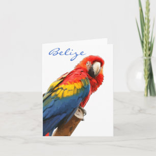 Cartão De Festividades Placa de Nota de Belize para Macaw Scarlet