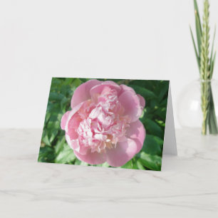 Cartão De Festividades Placa de Nota de Pensão Rosa