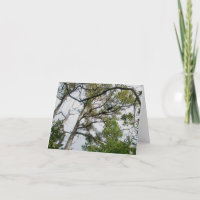 Placa de Nota OBX das Árvores de Pinus Lob Lolly