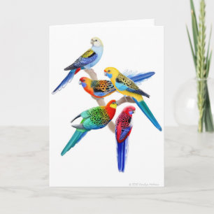 Cartão De Festividades Placa de peças rosella australiana