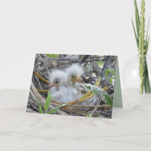 Cartão De Festividades Placa de saudação de Pintinhos Egret de excelente
