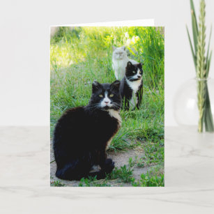 Cartão De Festividades Placa de vazio - "Trio" Cat Photo, Feral Cats