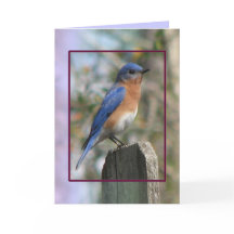 Placa Macho Bluebird Oriental