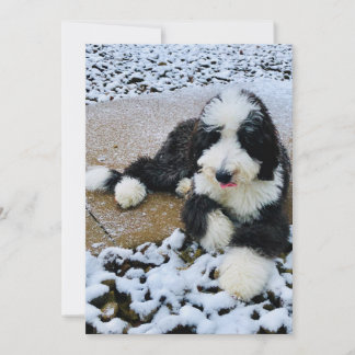 Cartão De Festividades Placa Sheepadoodle