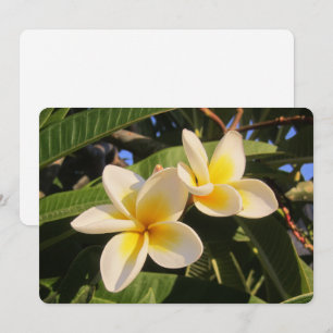 Cartão De Festividades Plumeria