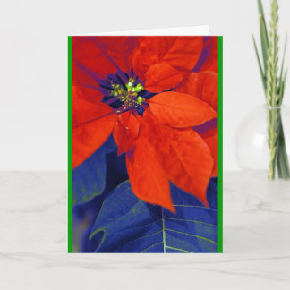 Cartão De Festividades Poinsétias e folhas do azul