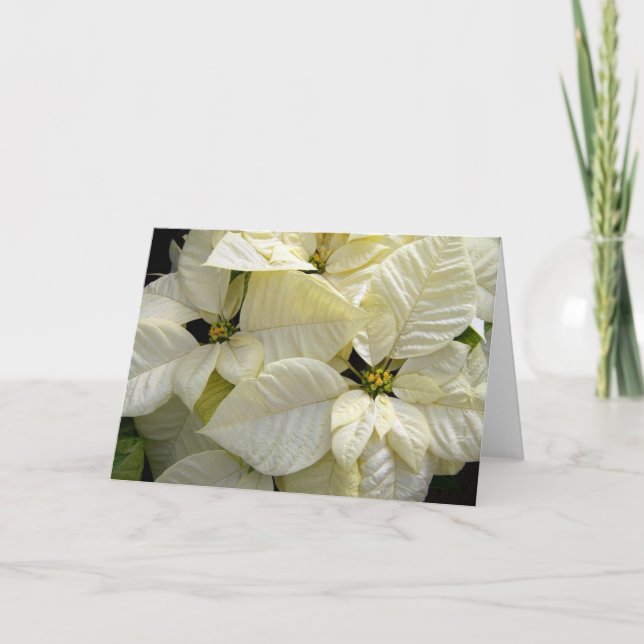 Cartão De Festividades Poinsettia Branca (Frente)