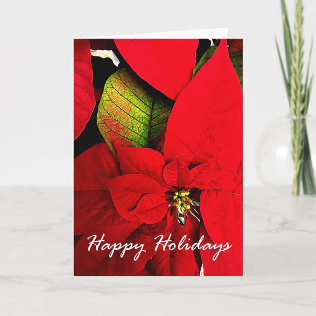 Cartão De Festividades Poinsettia Holiday Greetings (Frente)