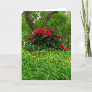 Cartão De Festividades Poinsettia Vermelha