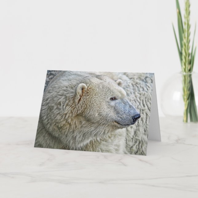 Cartão De Festividades Polar Bear Greeting Card (Frente)