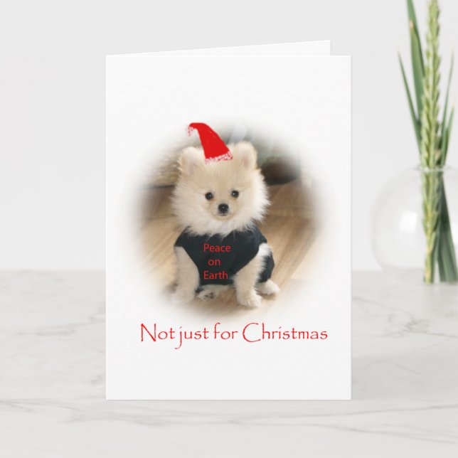 Cartão De Festividades Pomeranian Christmas card (Frente)