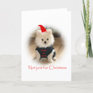 Cartão De Festividades Pomeranian Christmas card