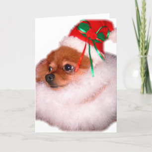 Cartão De Festividades Pomeranian Santa Christmas Card