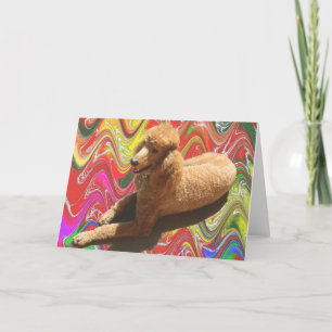 CARTÃO DE FESTIVIDADES POODLE WITH CHRISTMAS CANDY COLORS.