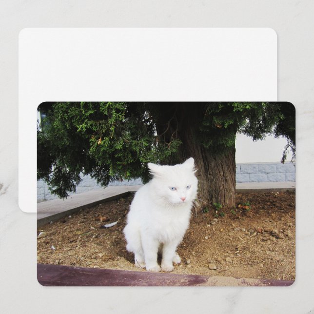 Cartão De Festividades Pooping Cat Flat Holiday Card (Frente/Verso)