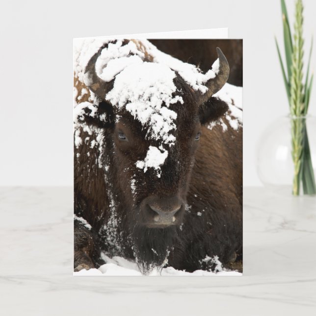 Cartão De Festividades Portrait of Bison Covered in Snow (Frente)