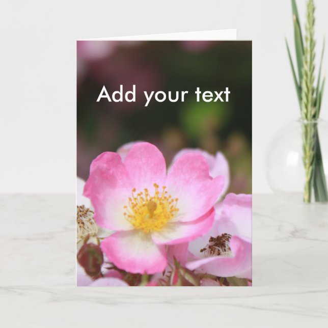 Cartão De Festividades pretty pink wild rose flowers for ladies (Frente)