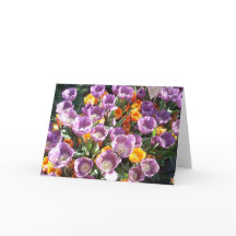 Primavera Blossomo Um