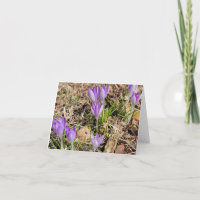 Primeiro Croco de Primavera