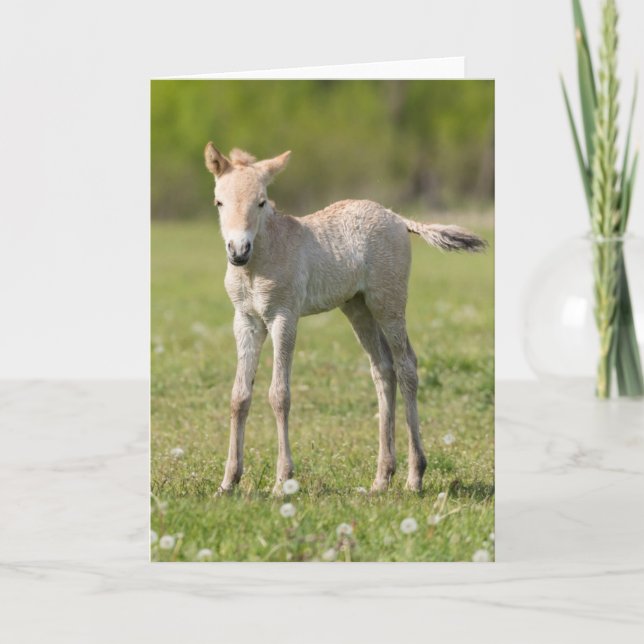 Cartão De Festividades Przewalski's Horse foal, Hungary (Frente)