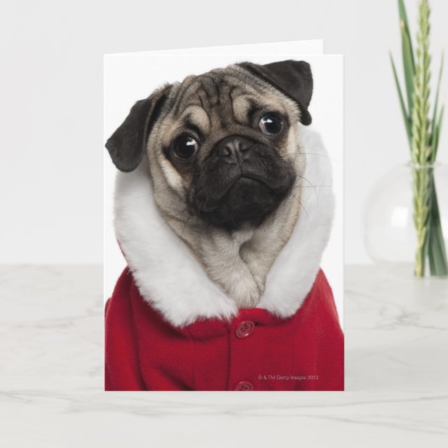 Cartão De Festividades Pug puppy (6 months old) wearing a Christmas (Frente)