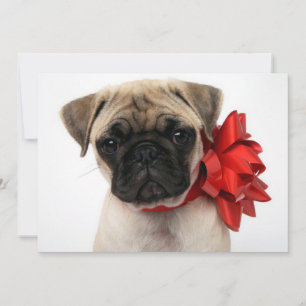 Cartão De Festividades Pug Puppy Enrolado em um Arco de Natal