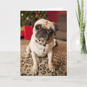 Cartão De Festividades Pug sitting on carpet, Christmas tree